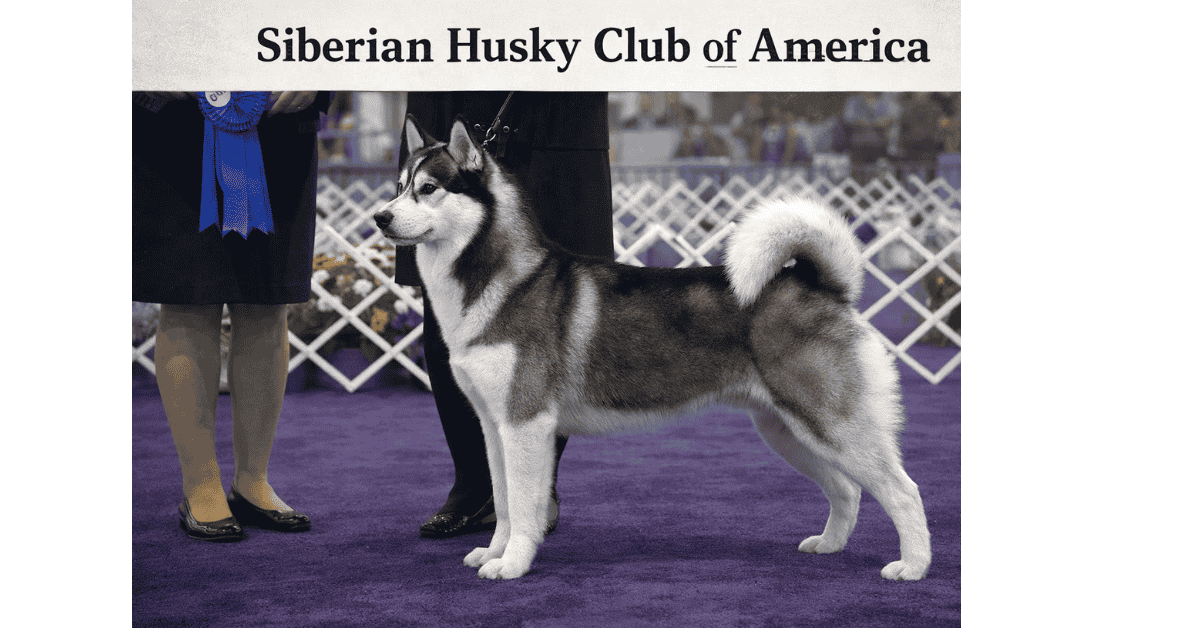 Siberian Husky Club of America