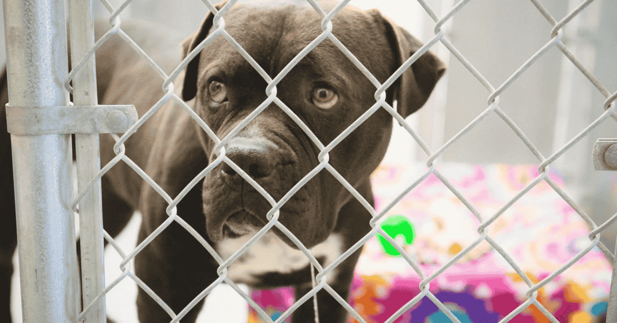 Adoption / Rescue
