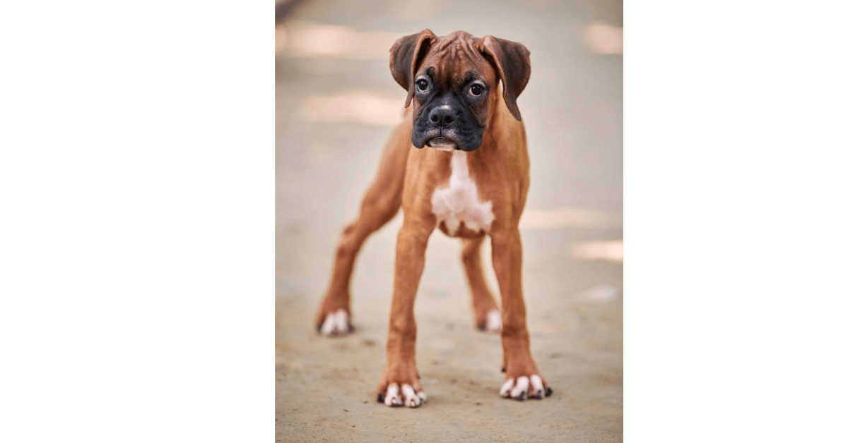 Boxer Dog Boxer Dog info