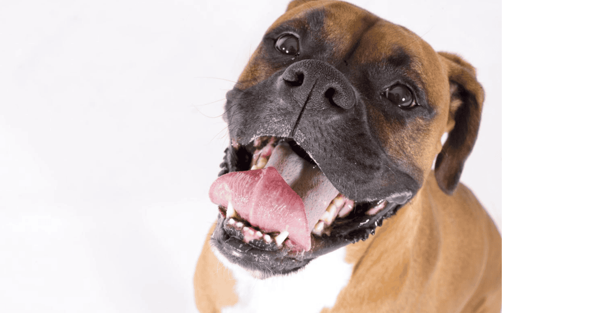 Boxer Personality & Temperament info