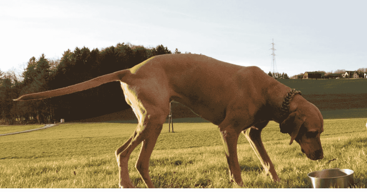 Feeding & Nutrition