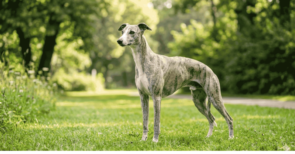Is the Whippet Right for You?