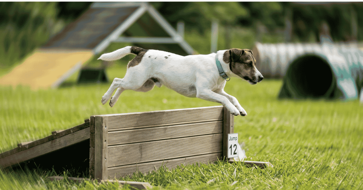 Activity Levels and Exercise Requirements info