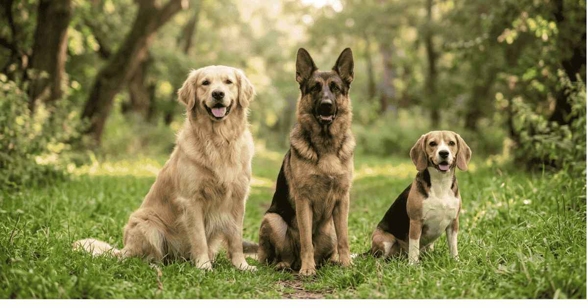 Celebrating National Purebred Dog Day info