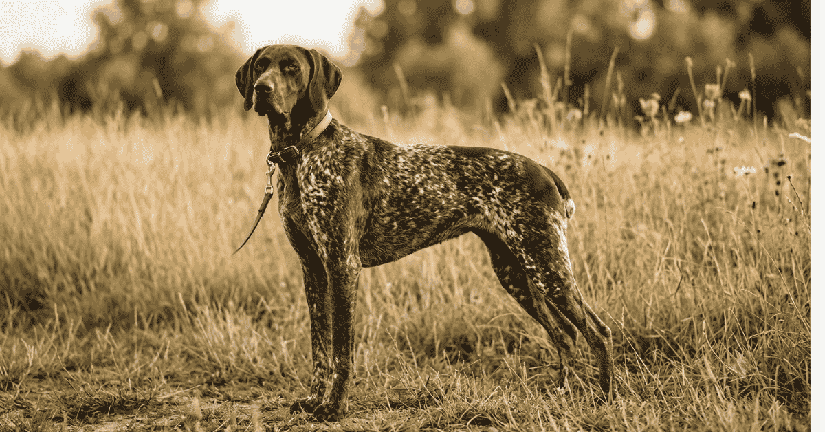 Choosing the Right Dog German Shorthaired Pointer?INFO