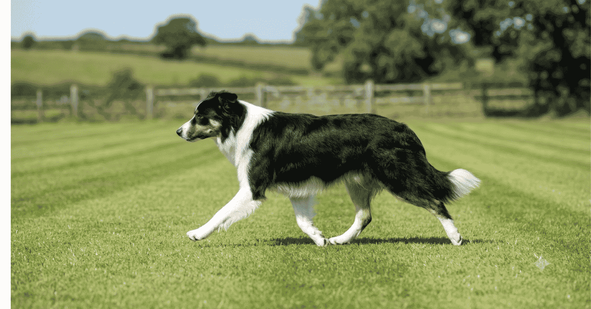 Every Breed Standard Contains Certain Key Components Every breed standard is structu info