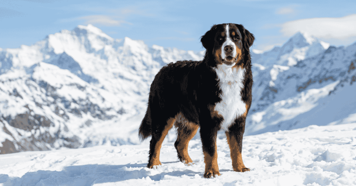 Get to Know the Sennenhund Breeds info