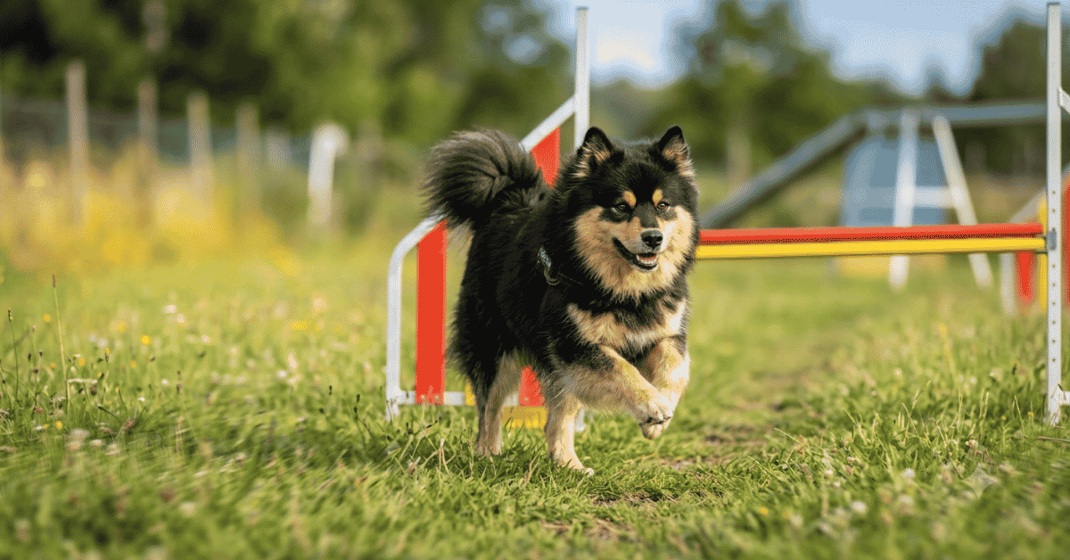 Herding Intelligence and Biddability info