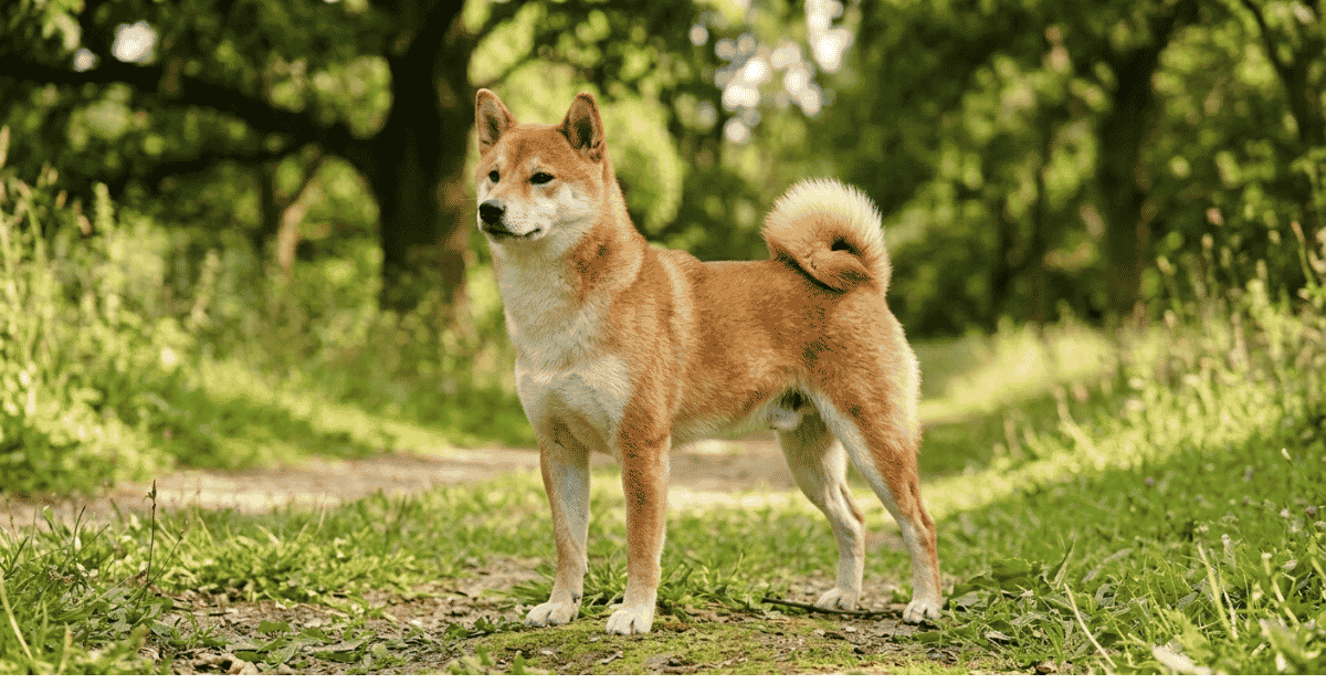 Is a Shiba Inu Right for You?