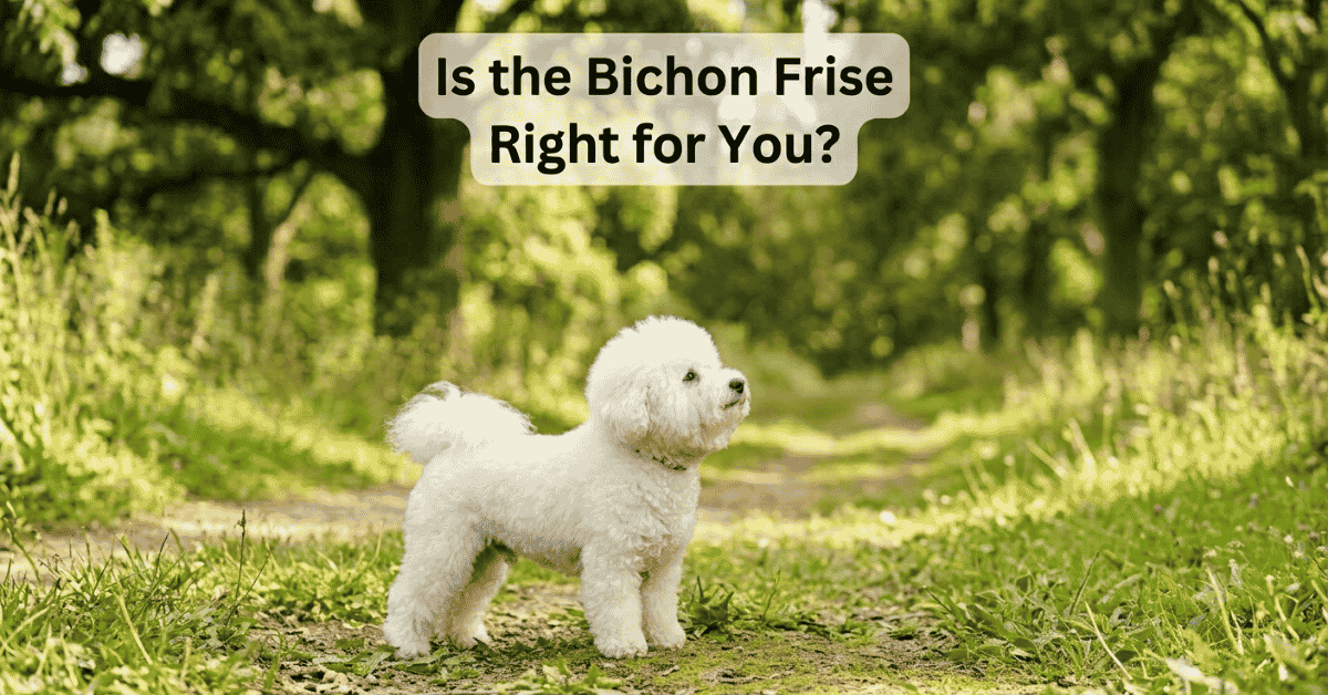 Is the Bichon Frise Right for You?info
