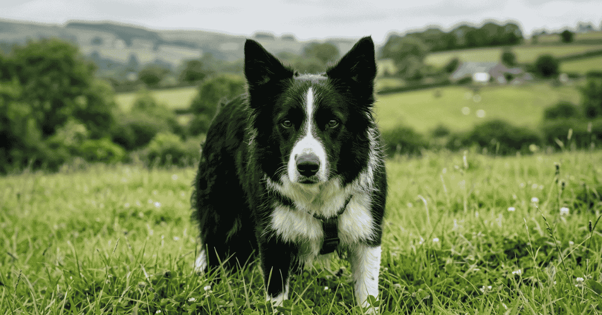 Is the Border Collie Right for You? INFO