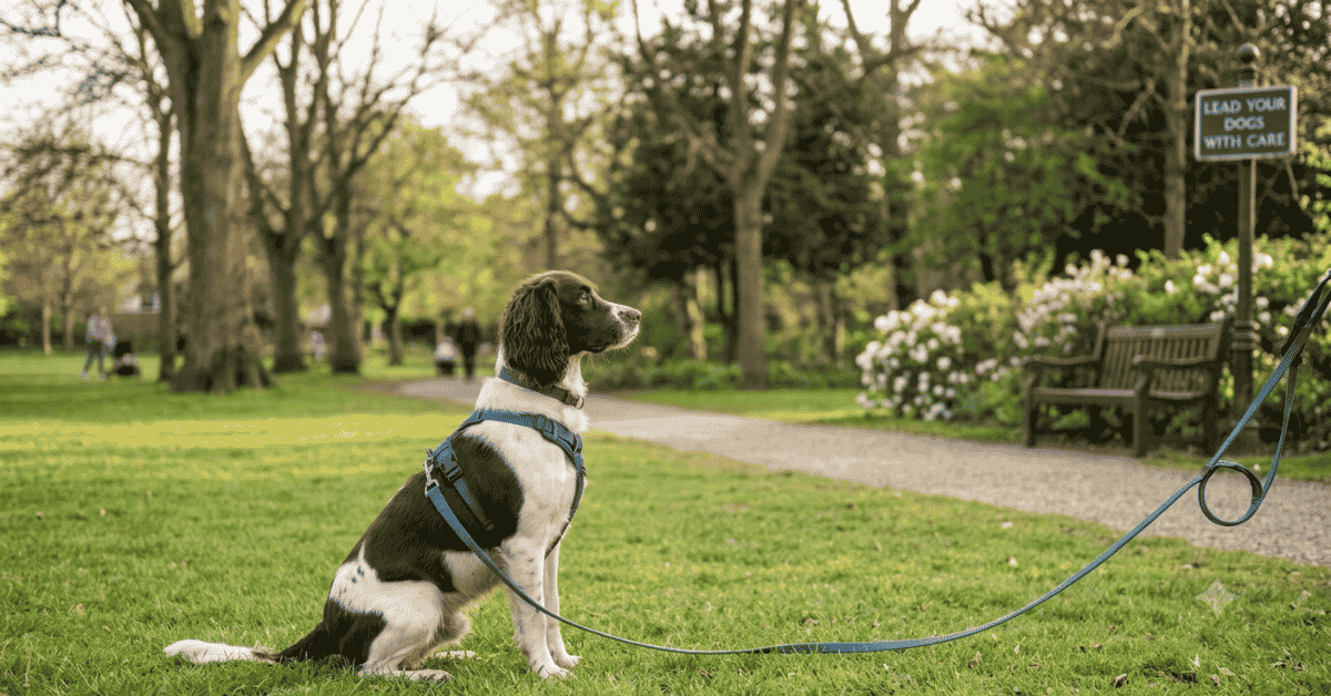 Is the English Springer Spaniel The Right Dog For You? info