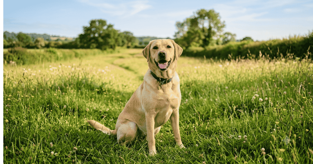 Is the Labrador Retriever Right for You?info
