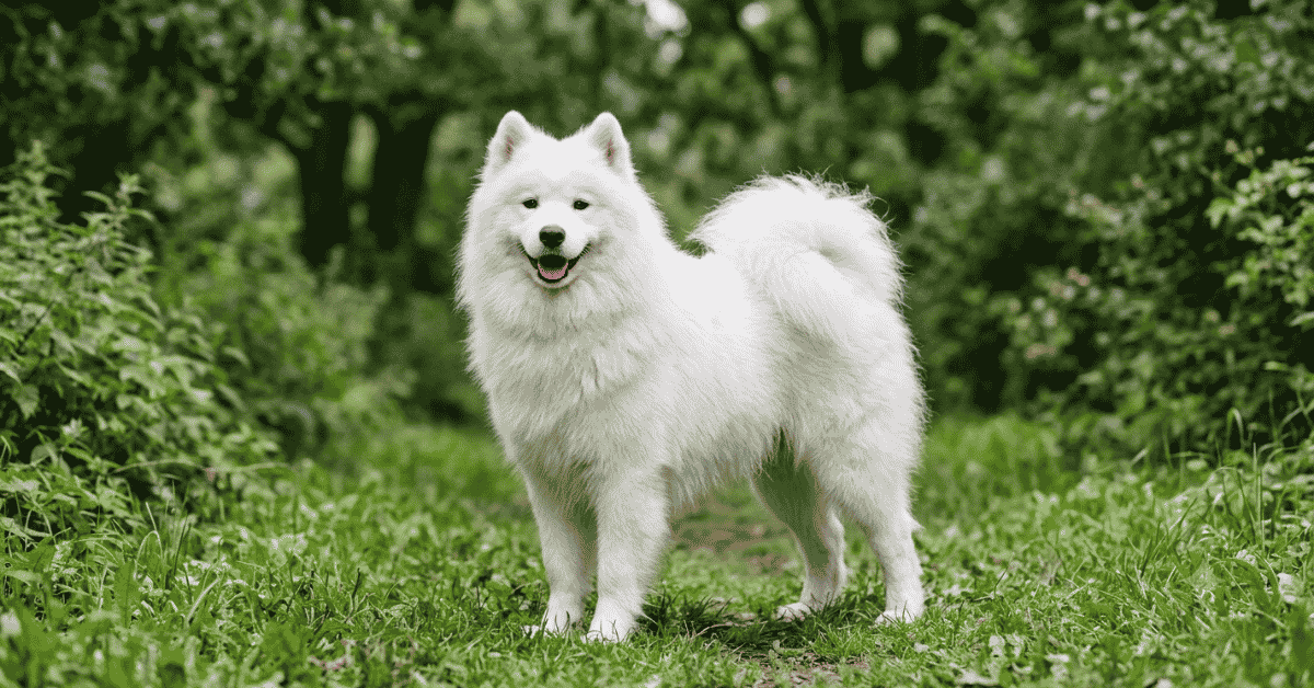 Is the Samoyed Right for You?info
