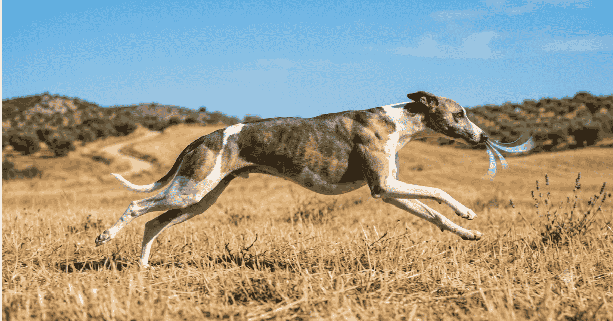 Popular Breeds info