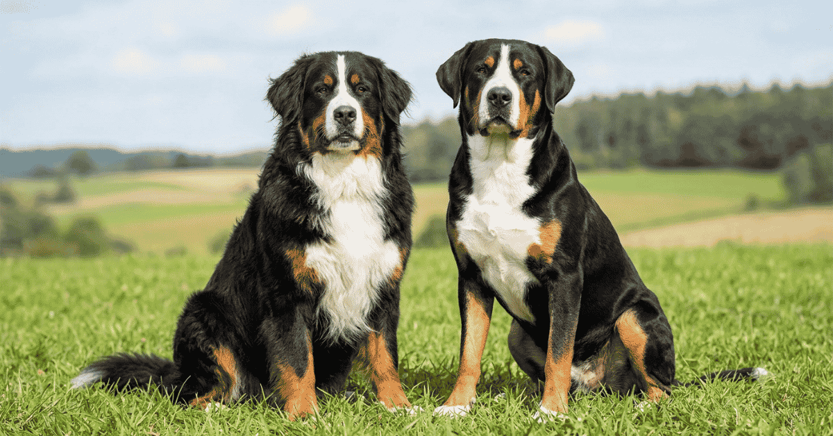 Key Differences Between the Sennenhunds info