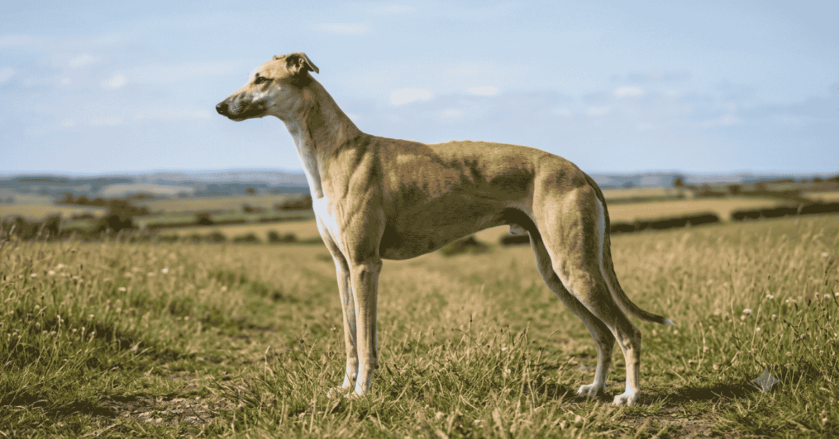 Meet the Sighthound Breeds info
