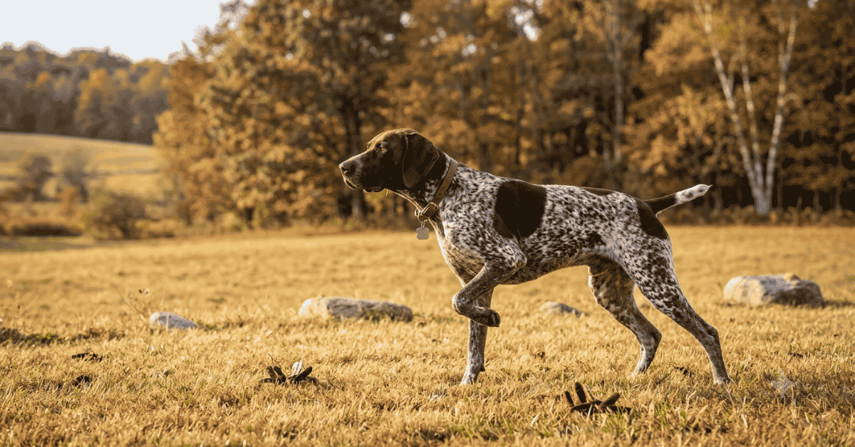 Pointing Breeds What's the Difference?info