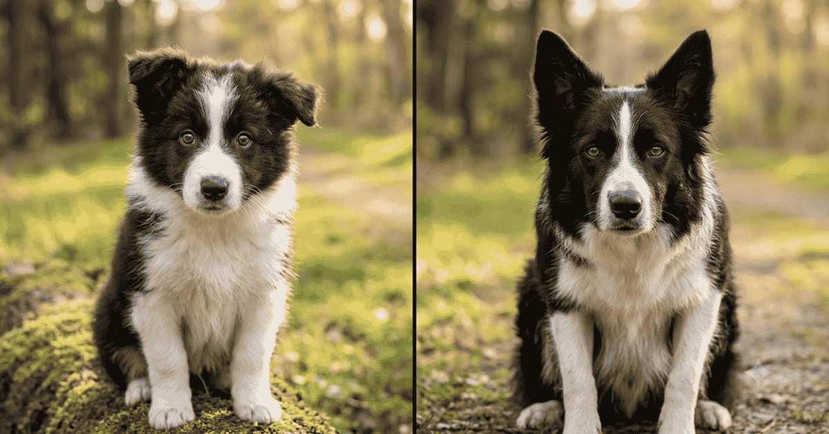 Puppy vs. Adult  INFO 