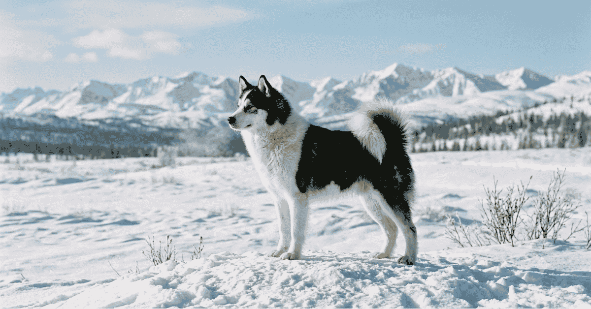 The History of the Yakutian Laika info