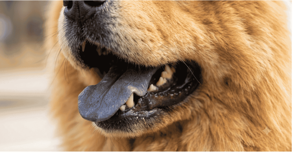 Distinctive Physical Traits info