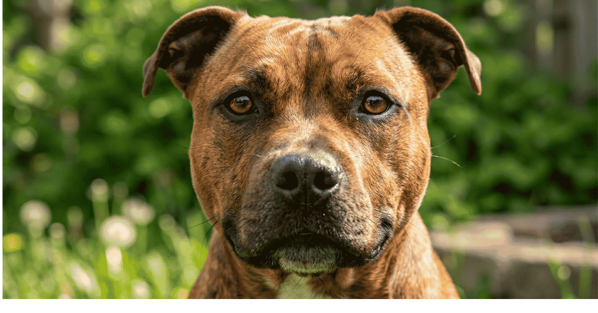 Defining the Bully Breeds info