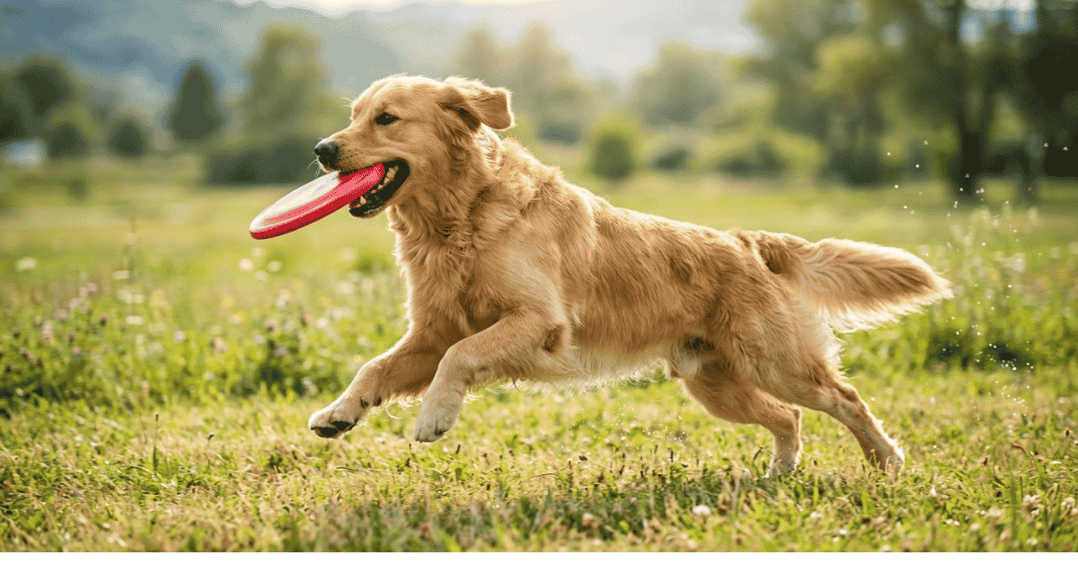 Energy Levels & Exercise Requirements (Outdoor Activity) info