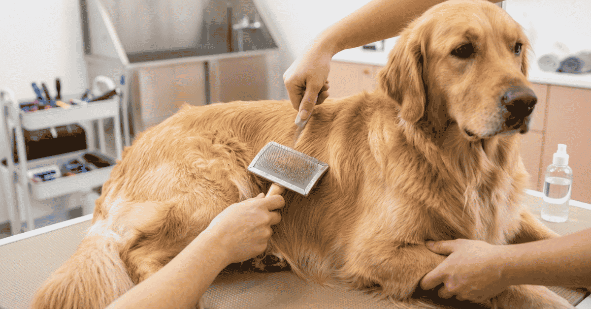 Grooming & Shedding Realities (Brushing & Coat Care) info