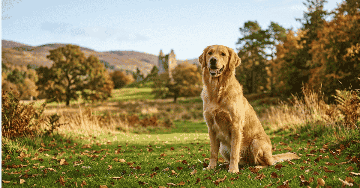 Is the Golden Retriever Right for You info