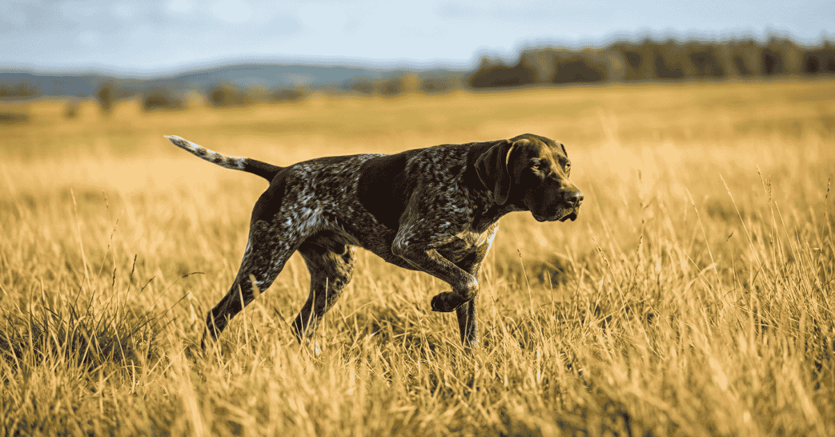 Refining the Breed Strategic Outcrosses info