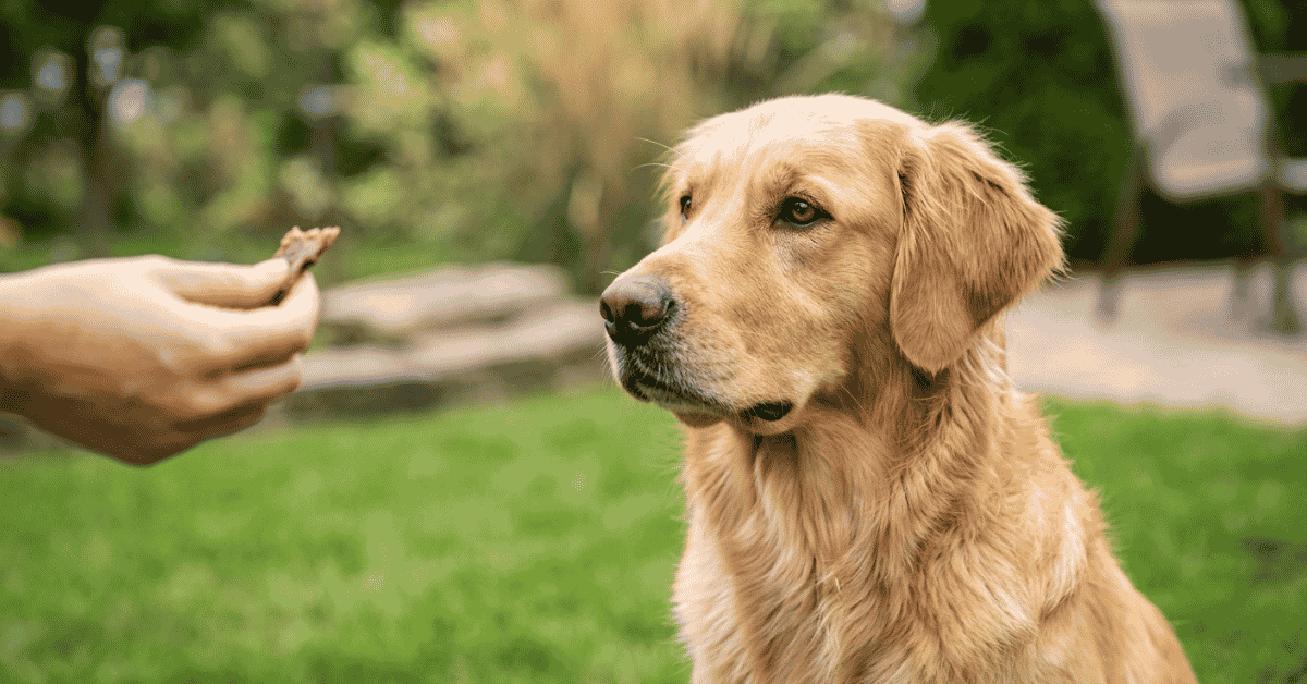 Training & Socialization (Obedience & Positivity) info