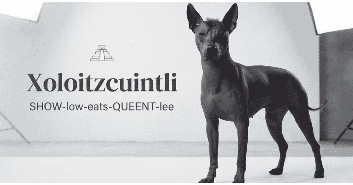 Am I Saying That Right Proper Ways To Pronounce Tricky Dog Breed Names info