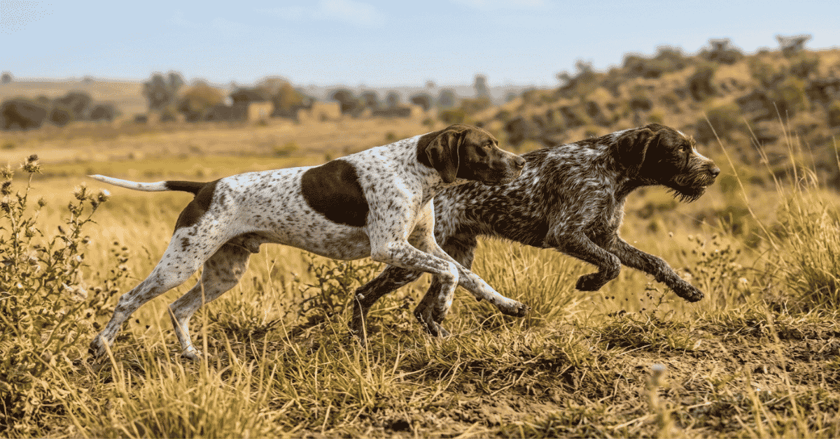 _Anatomy and Evolution of the Pointing Dog info