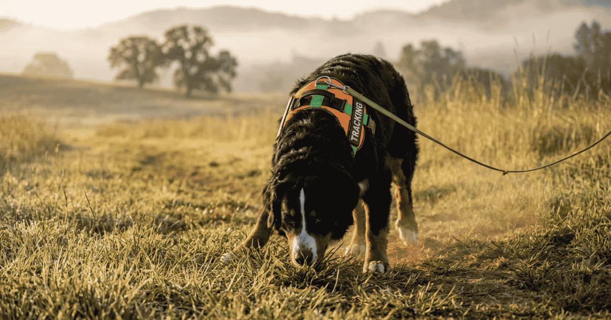 Controlled Breath, Scent Tracking & Protection Sport info