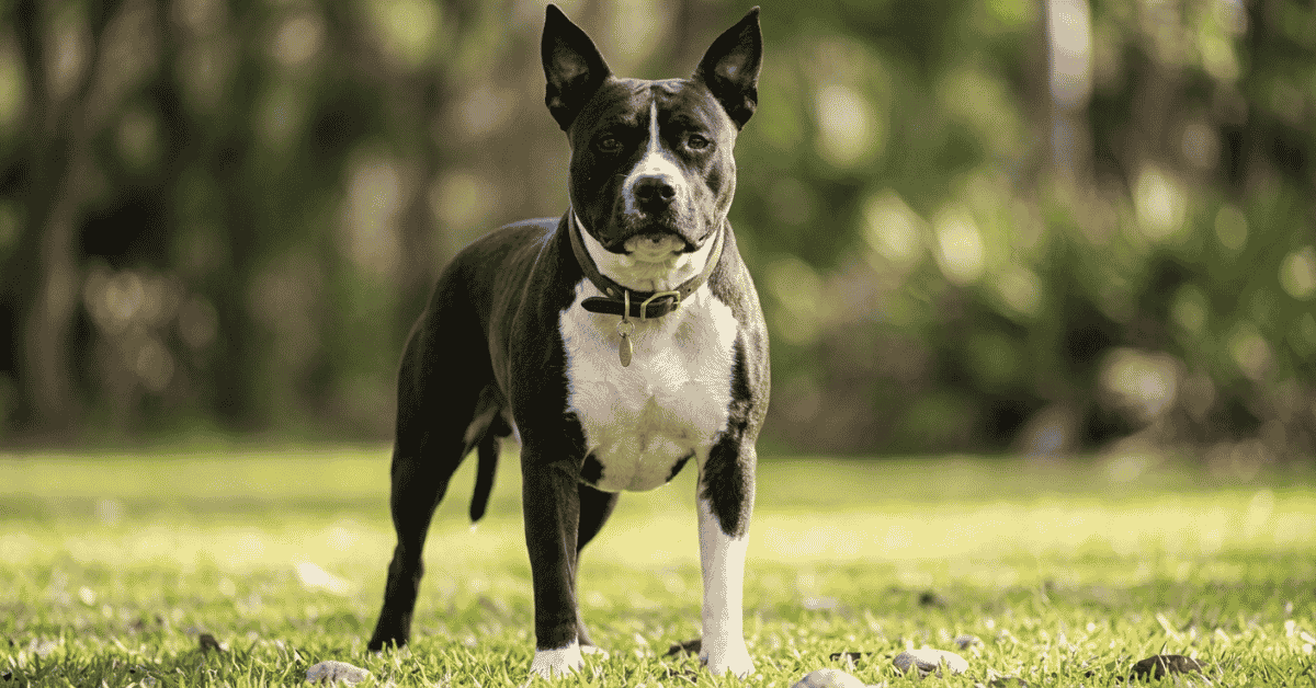 Fun Facts About the American Staffordshire Terrier info