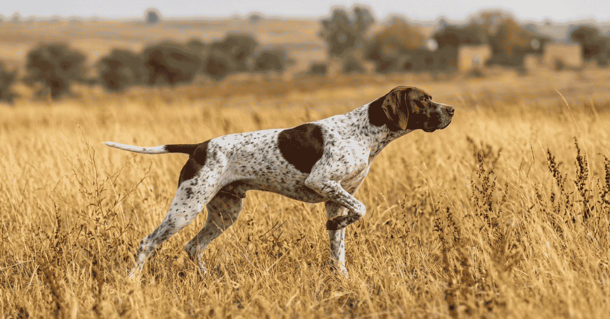 Get to Know the Pointer Breeds info