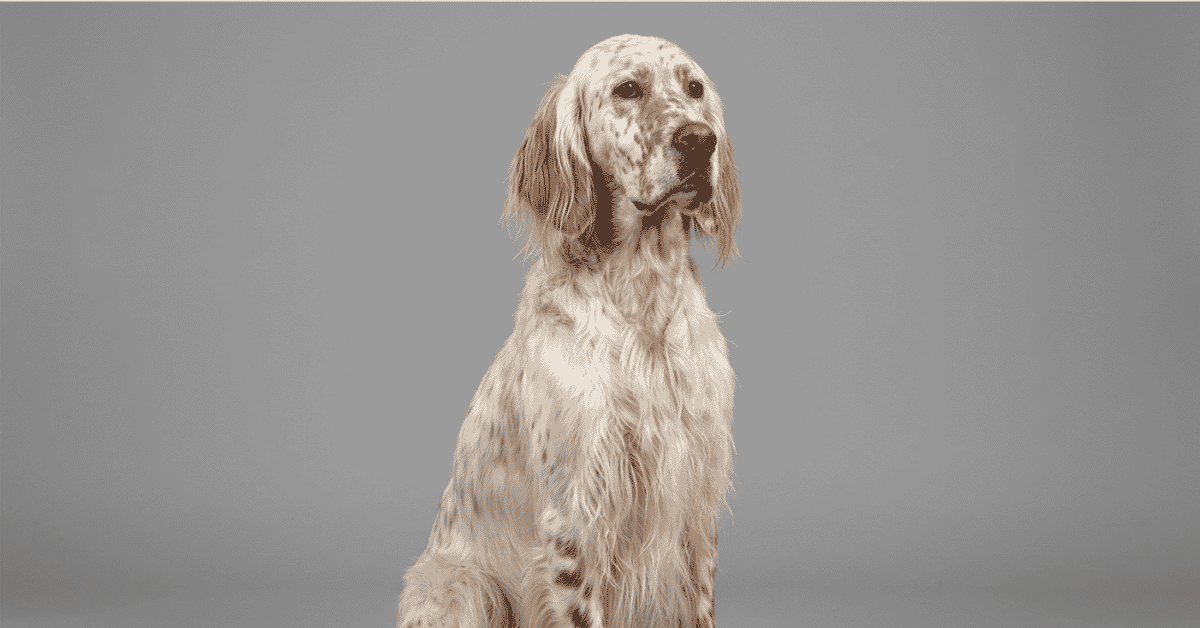 Grooming and Care Essentials info