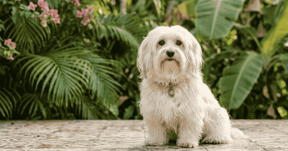 Havanese History Rescue From Oblivion info