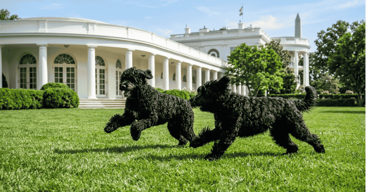 Modern White House Companions info