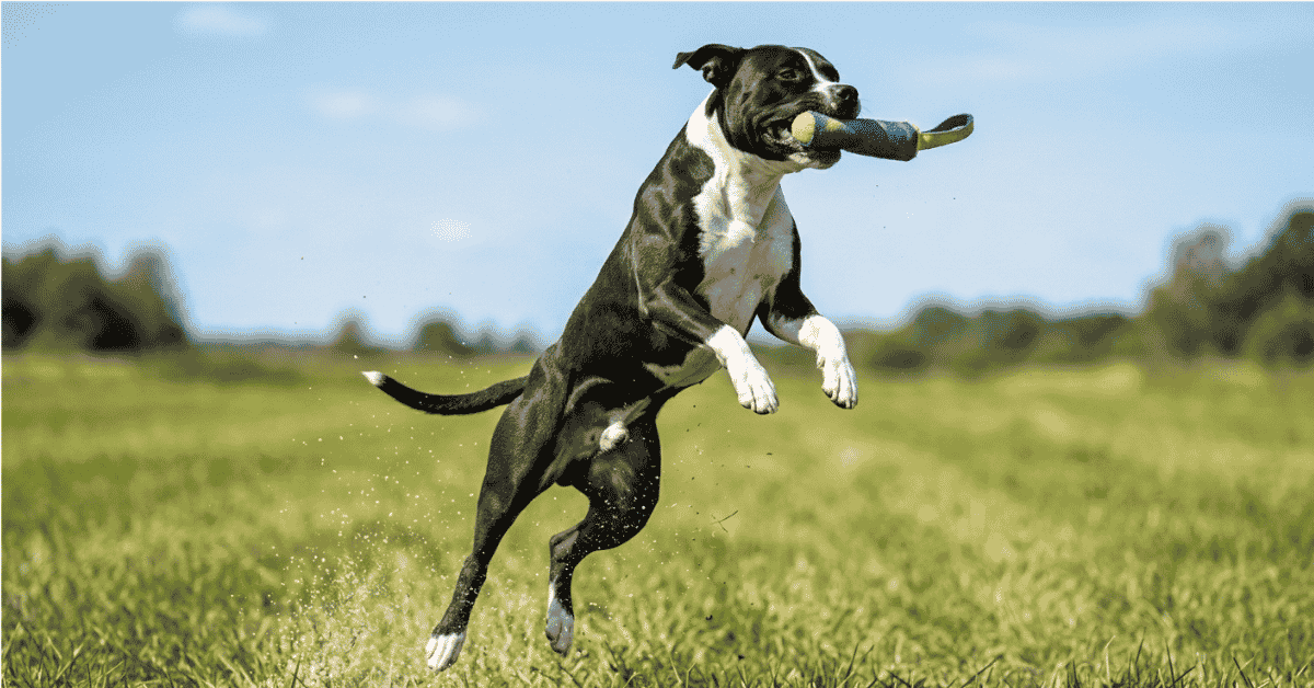Physical Superpowers and Athletics info