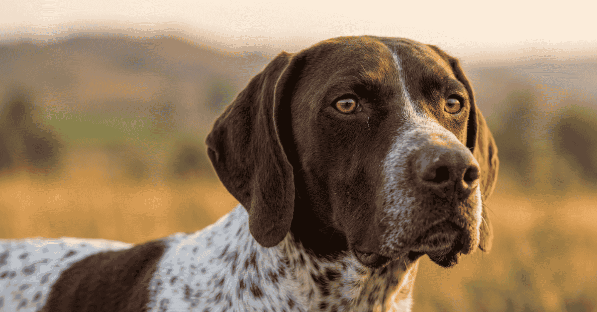 Physical Traits and Working Temperament info