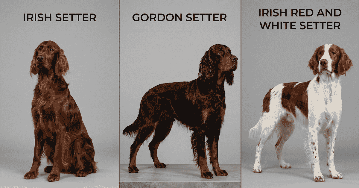 The Distinguished Setter Varieties info