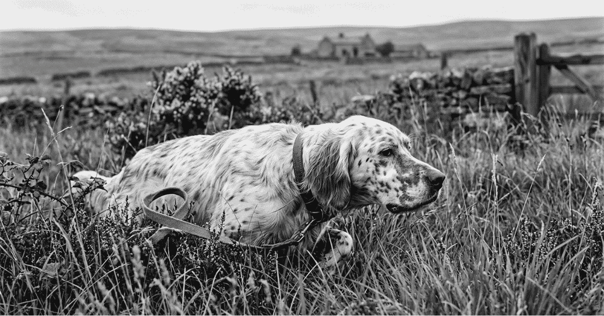 The Setter — The Origins and Evolution info