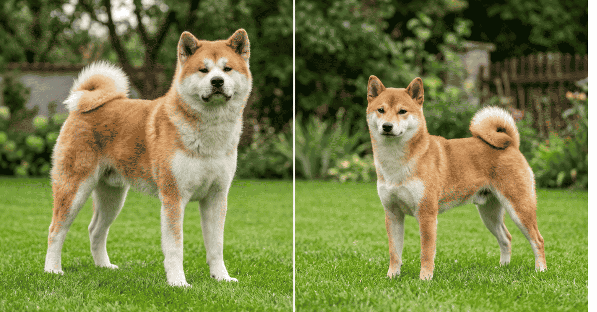 Akita Vs Shiba Inu How to Tell the Difference info