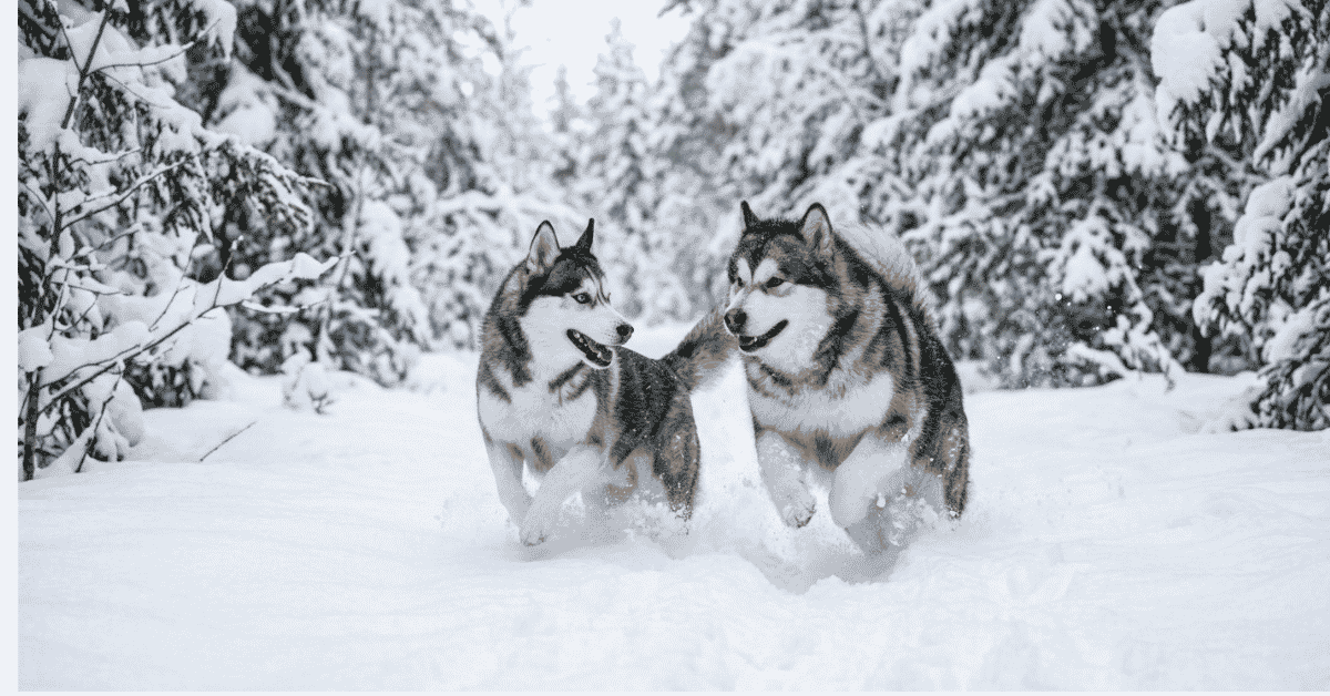 Alaskan Malamute and Siberian Husky info