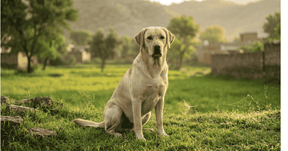 Are English Labs good family dogs info