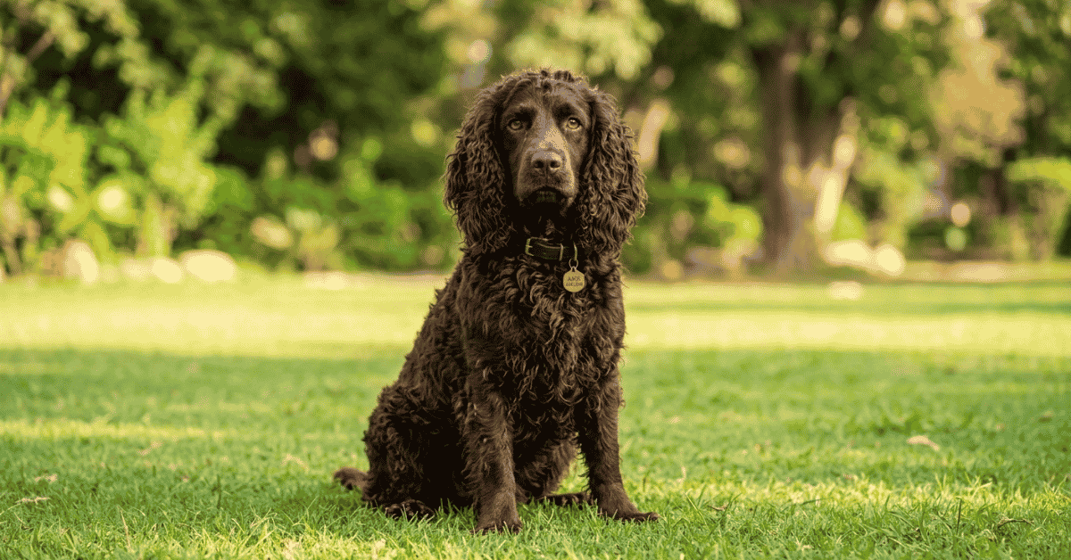Breed Recognition and Preservation info