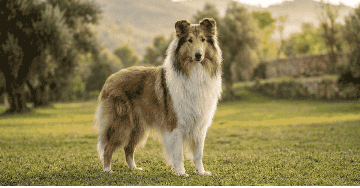 Collie History From Queen Victoria to Lassie & Beyond info