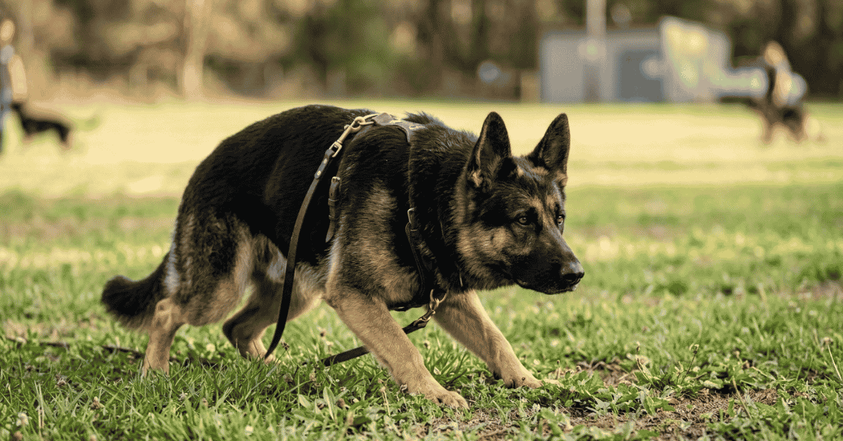 German Shepherd The independent protector info