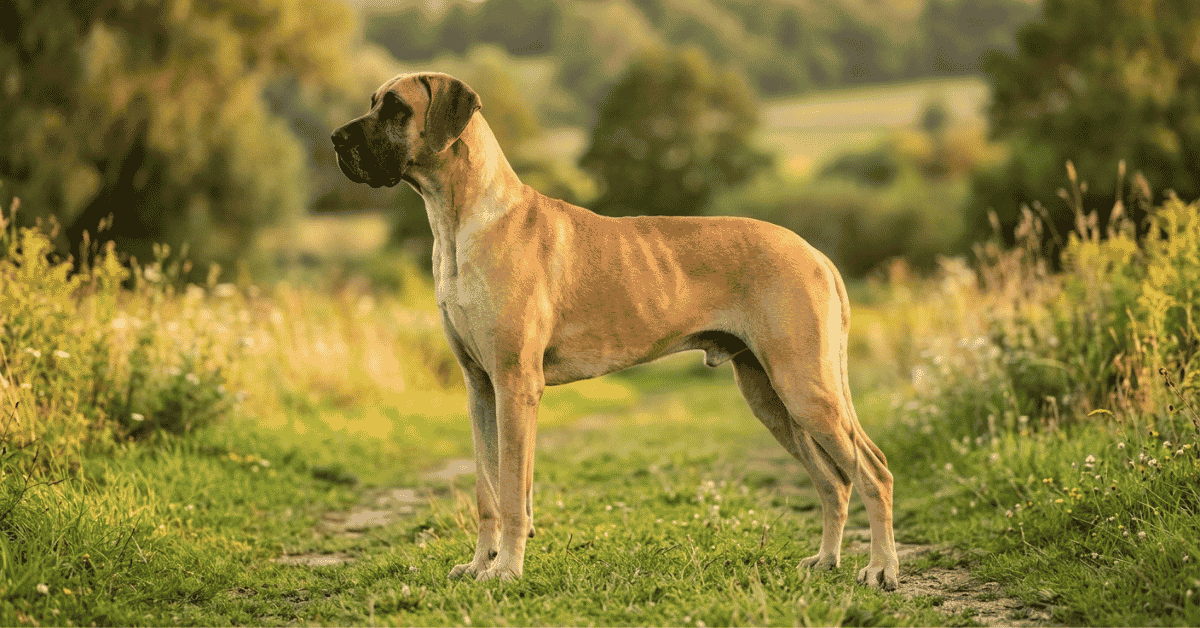 Great Dane History The Apollo of the Dogs info
